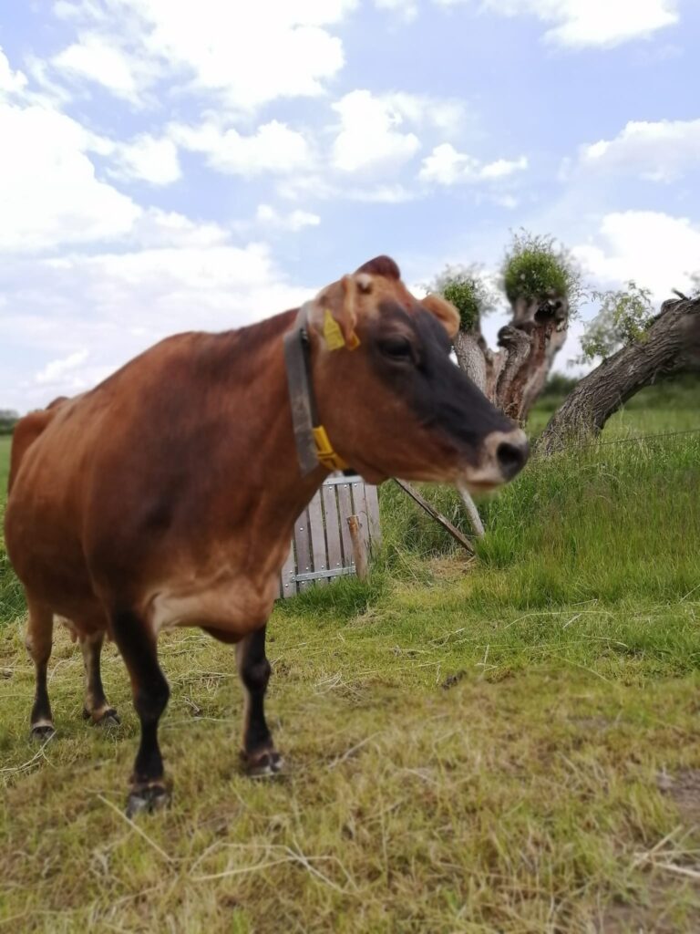 Boerderij 't Momentje Voorst